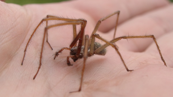 Pokoutníka lze bez obav vzít do dlaně a odnést ho na bezpečné místo. Foto: Petr Dolejš